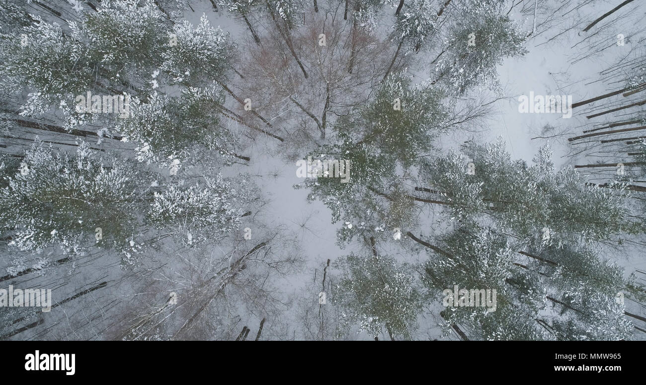 aerial top view of pine forest on a winter day, wide photo Stock Photo ...