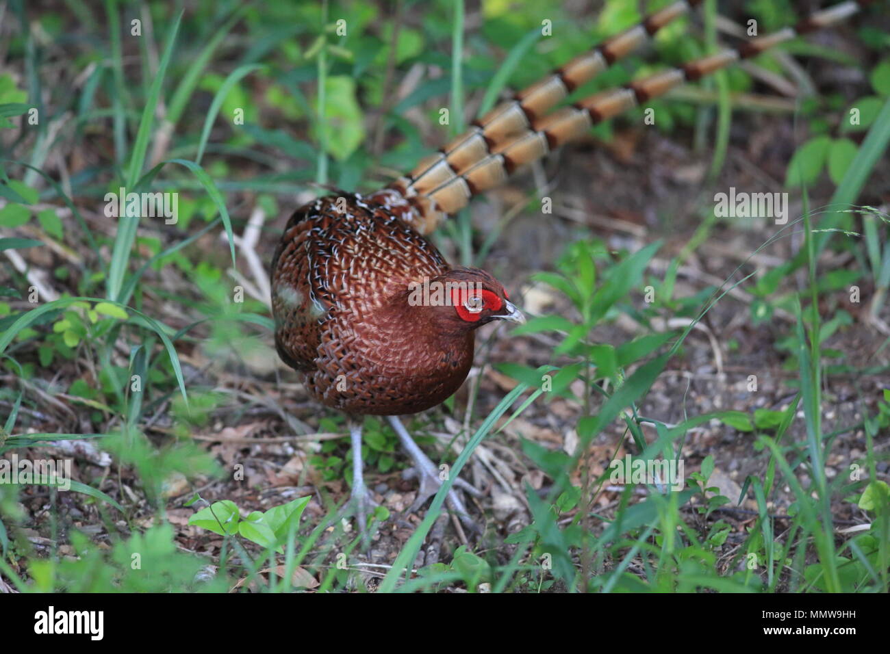 Copper Pheasant (Syrmaticus soemmerringii scintillans) male in Japan Stock Photo