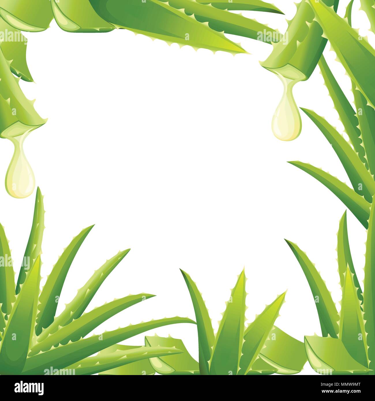 Pattern Of Green Aloe Vera Plant Cut Pieces Of Aloe Vera Serum And Collagen Natural Extracts Vitamin For Skin Care Cosmetic Vector Illustration Iso Stock Vector Image Art Alamy https www alamy com pattern of green aloe vera plant cut pieces of aloe vera serum and collagen natural extracts vitamin for skin care cosmetic vector illustration iso image184953240 html