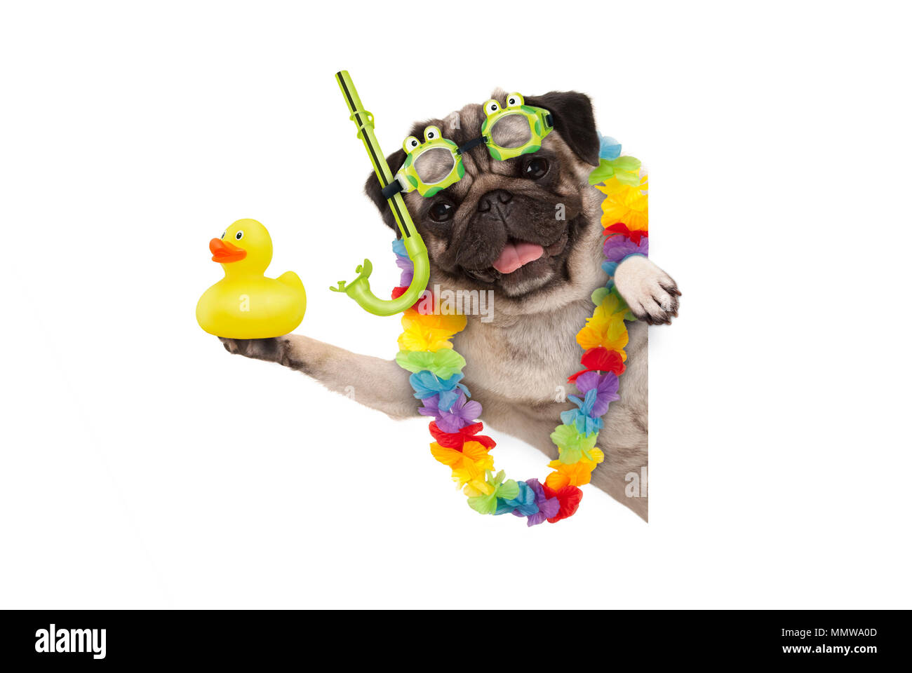 funny summer pug dog with hawaiian flower garland, snorkel and goggles, holding up yellow rubber ducky, isolated on white background Stock Photo