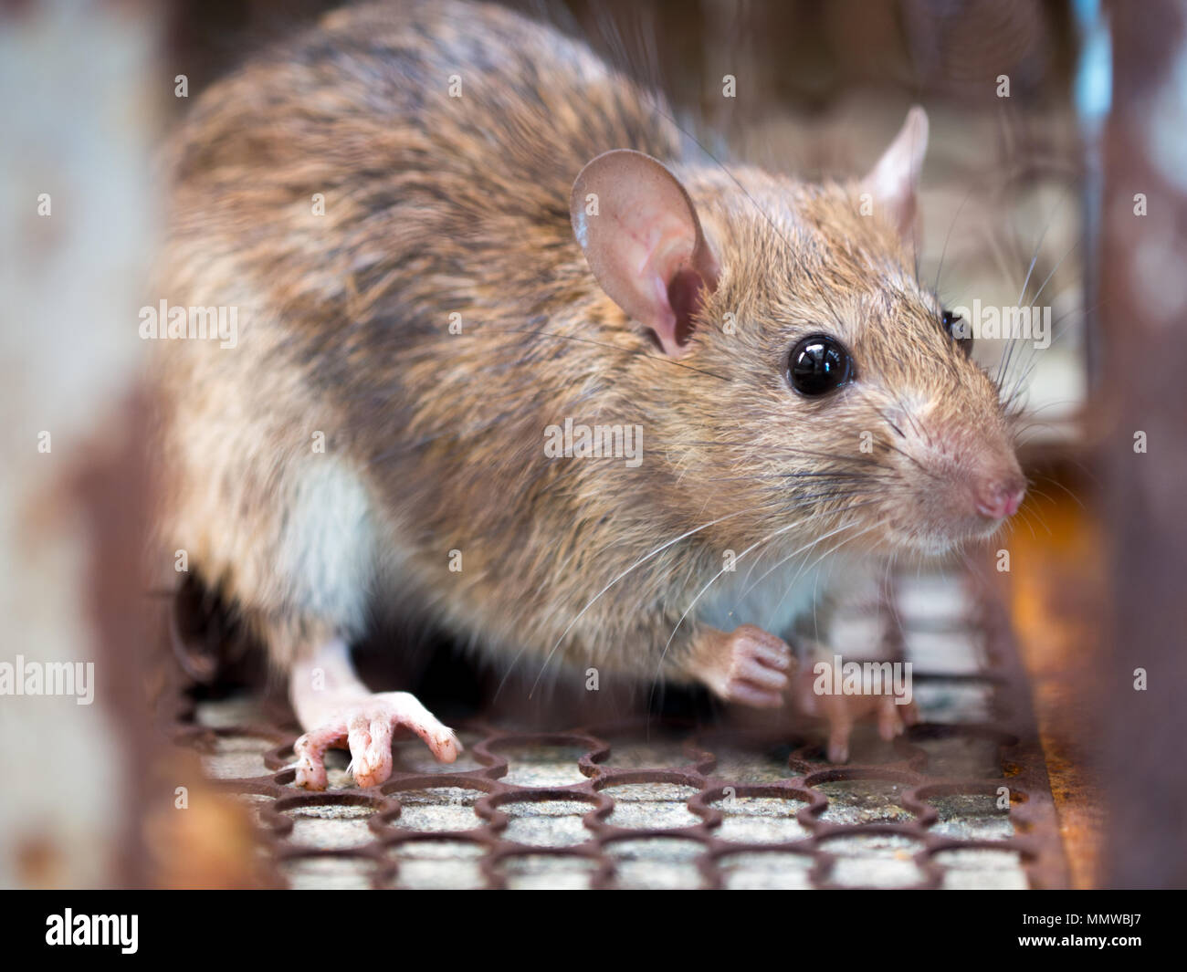 Rat is trapped in a trap cage or trap. the dirty rat has contagion the disease to humans such as Leptospirosis, Plague. Homes and dwellings should not Stock Photo
