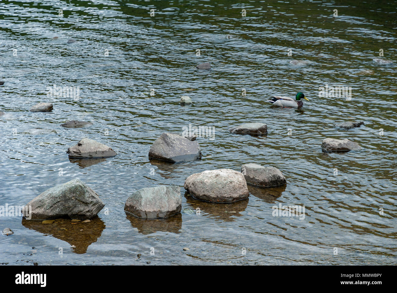 Mallard duck swimming by some rocks in the water. Stock Photo
