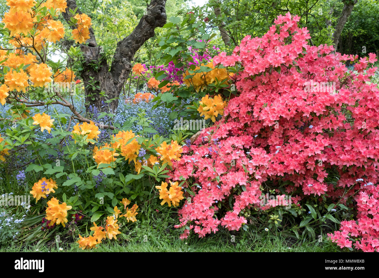 brightly coloured japanese azaleas in flower outside the walled
