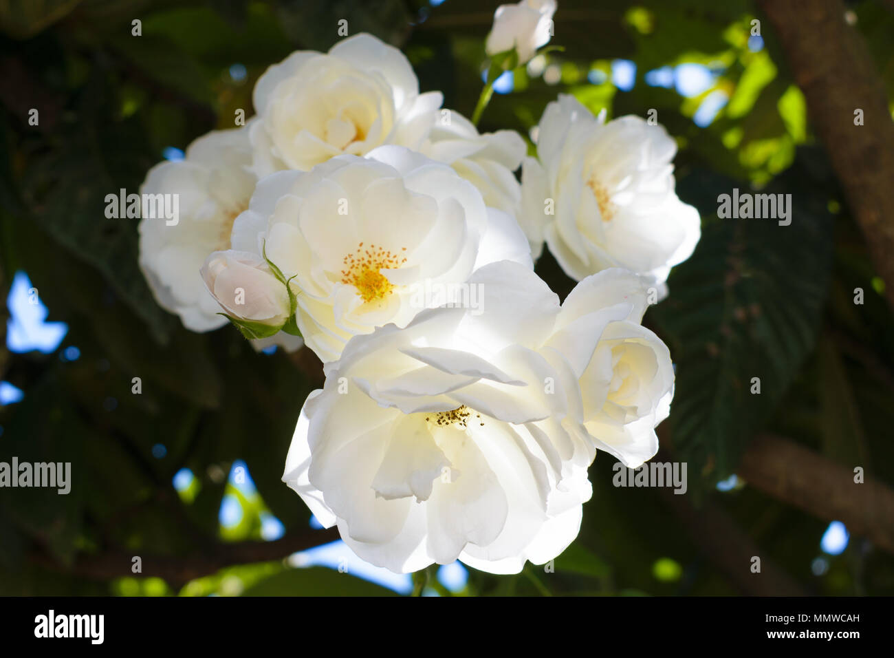 White roses backlit with dark foliage background Stock Photo - Alamy