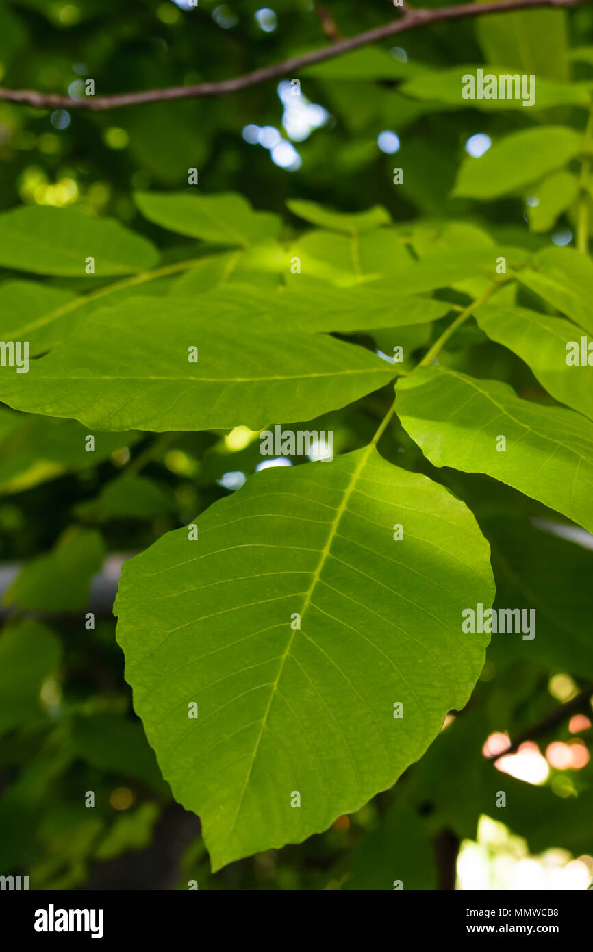 Walnut Tree Leaves High Resolution Stock Photography and Images Alamy