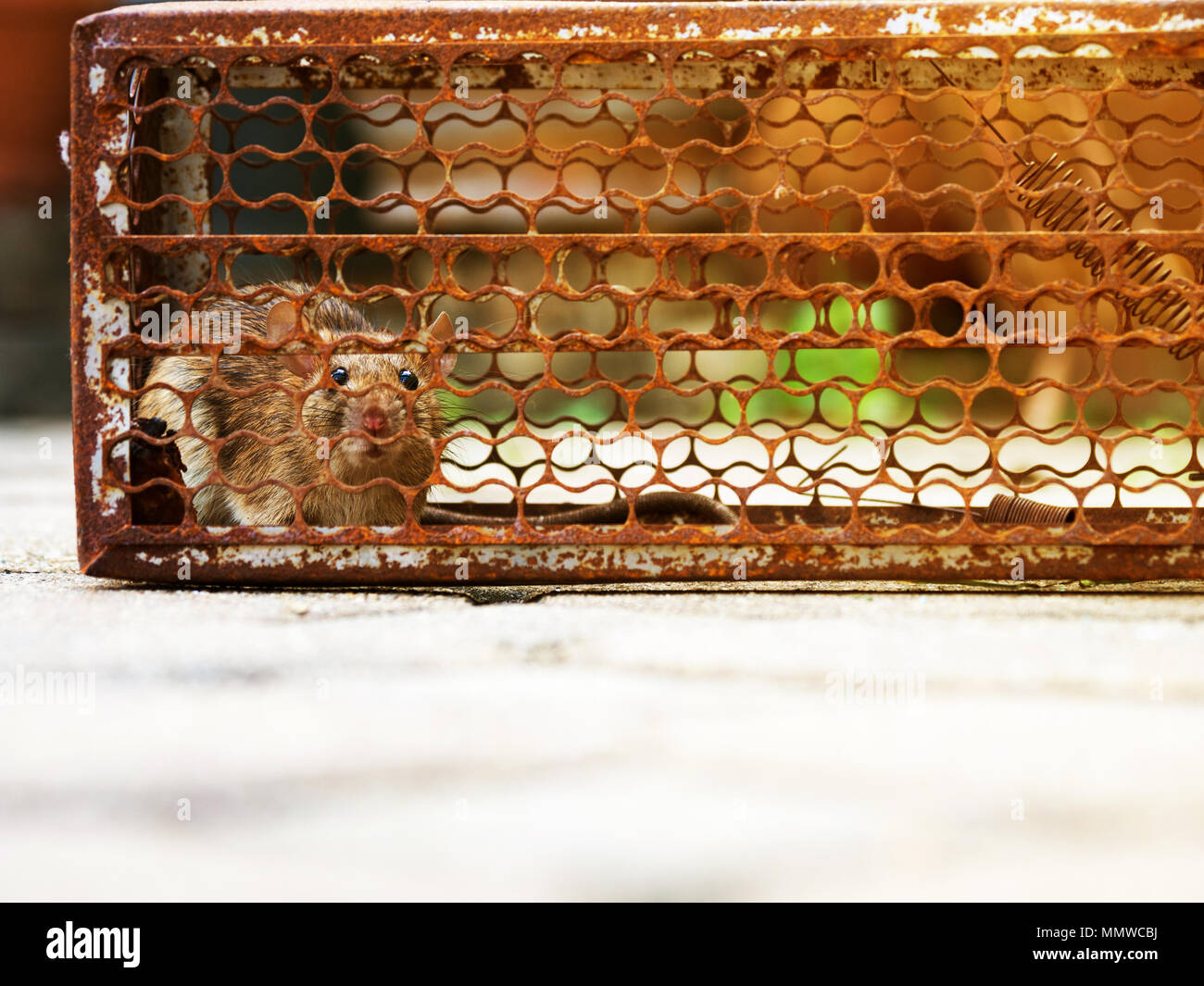 The rat was in a cage catching a rat has contagion the disease to