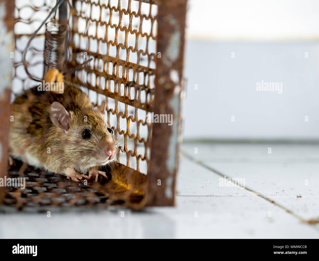 The rat was in a cage catching. The rat has contagion the disease to