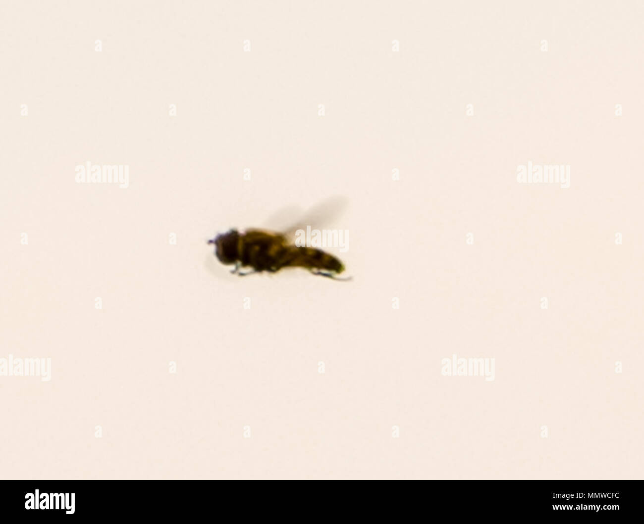 hovering bug with wings in mid air Stock Photo