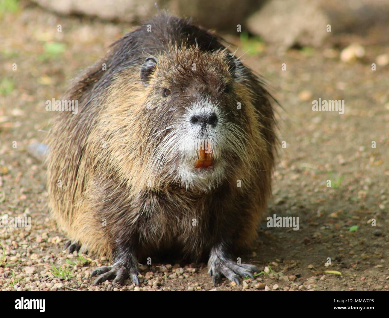 Portrait of a large coypu, also known as the nutria. Stock Photo