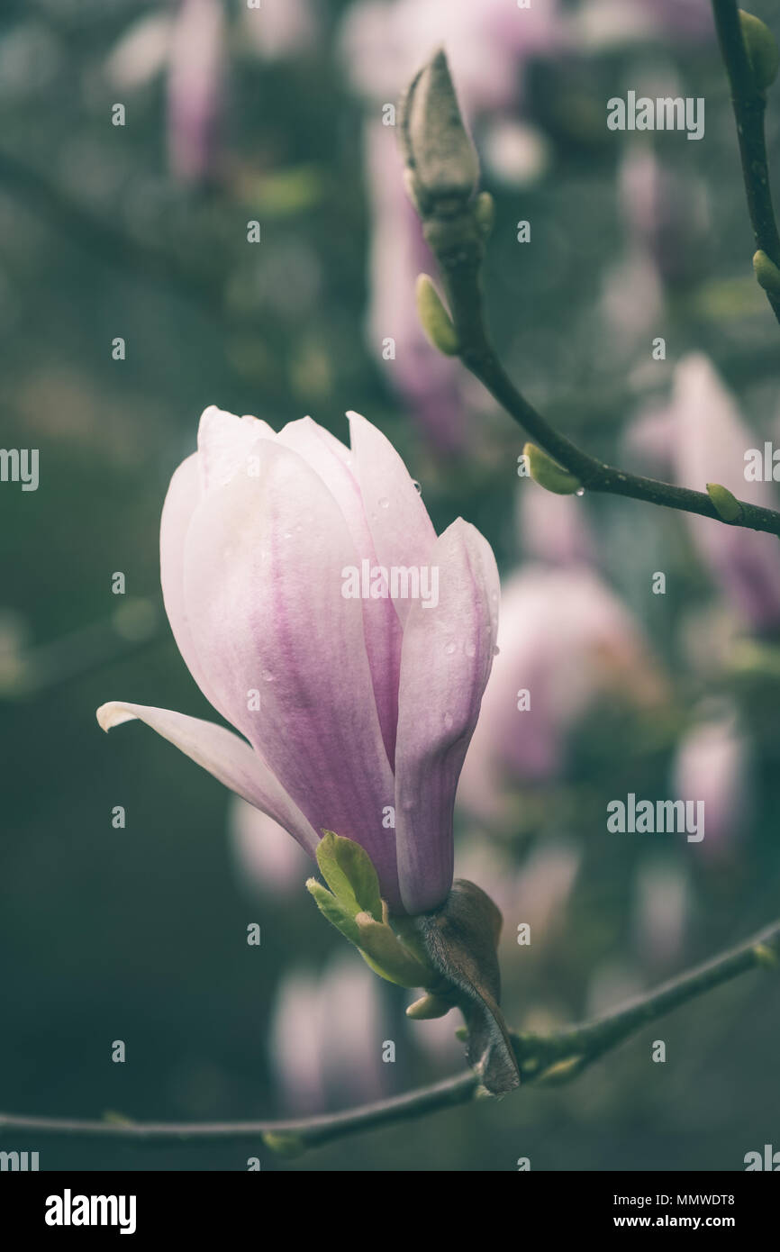 Bloom magnolia tree close hi-res stock photography and images - Alamy