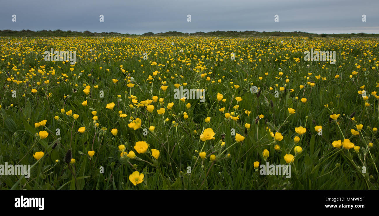 British costal meadow in Hengistbury head, Christchurch. Grassland covered in grass, yellow flowers and dandelions. Stock Photo