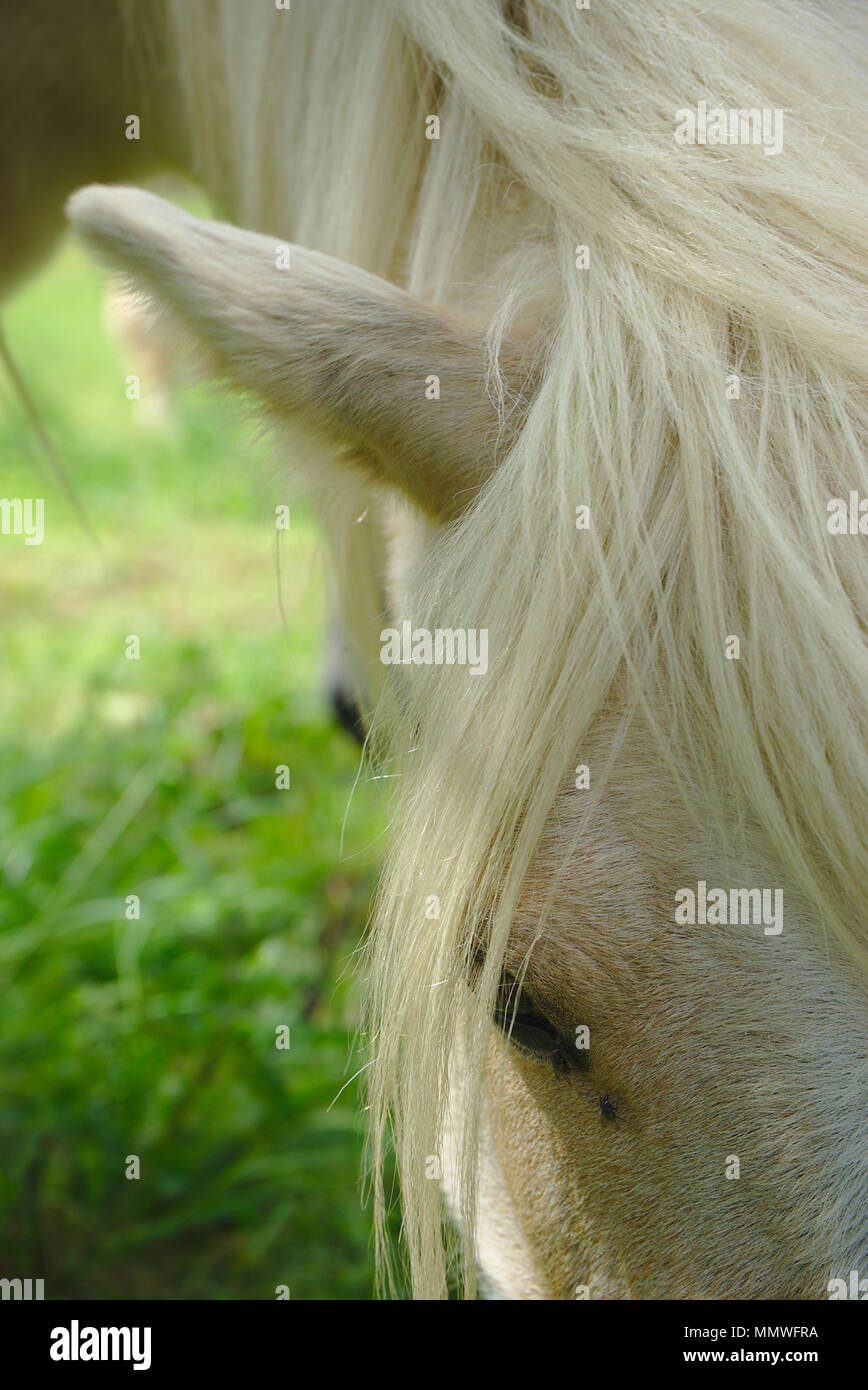 white horse mane look and mane close up Stock Photo Alamy