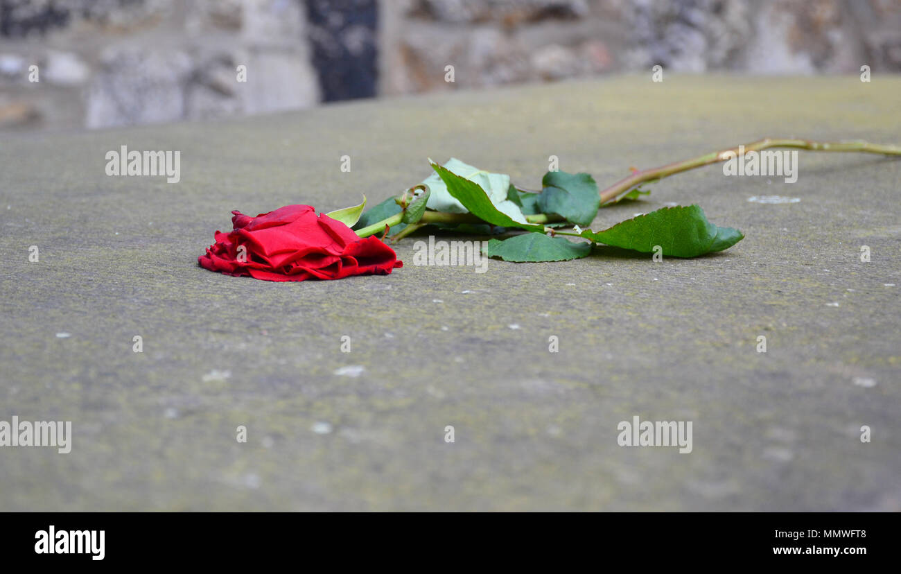 Lone dead rose hi-res stock photography and images - Alamy