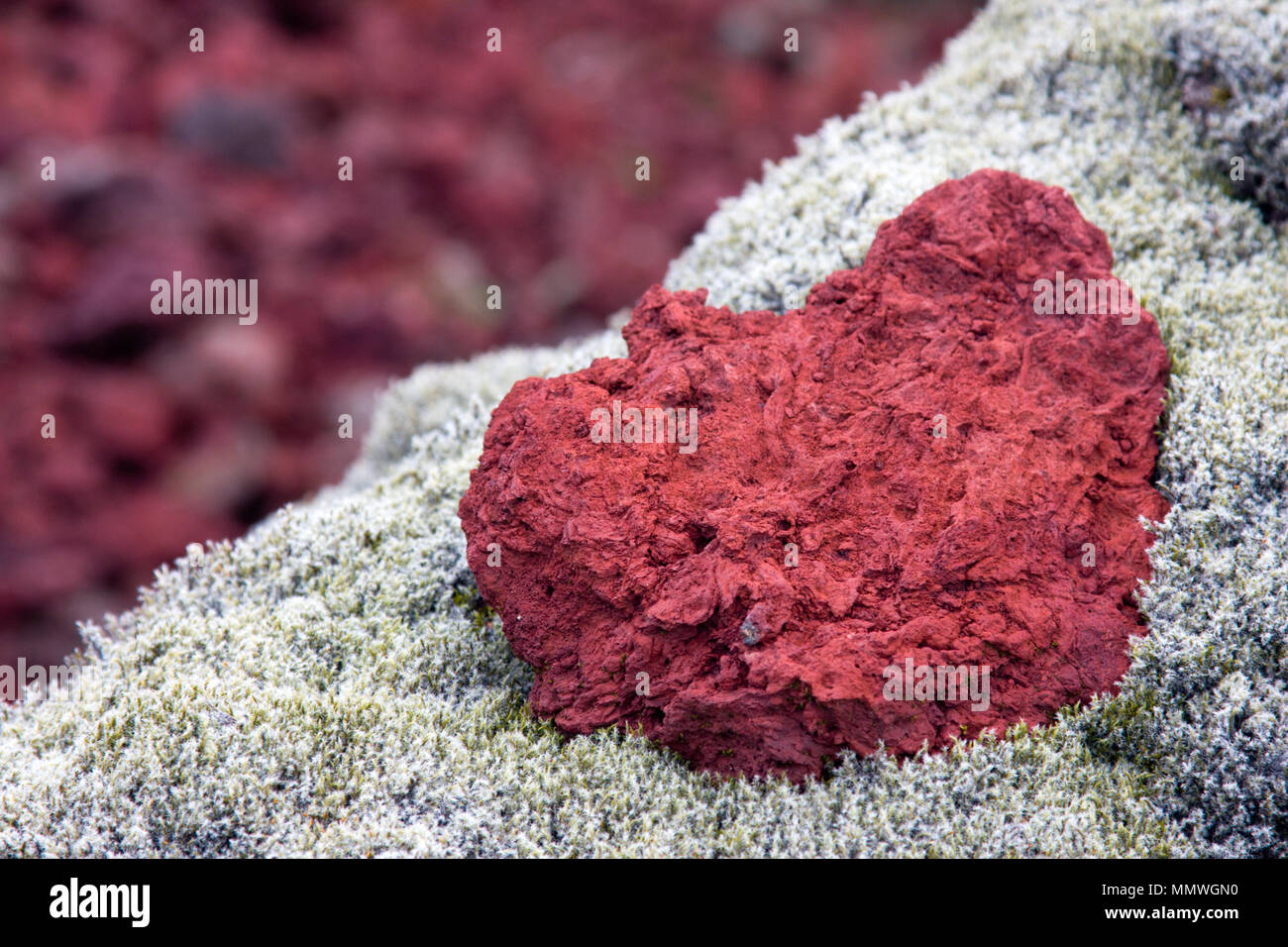 Lava rock with plant hires stock photography and images Alamy