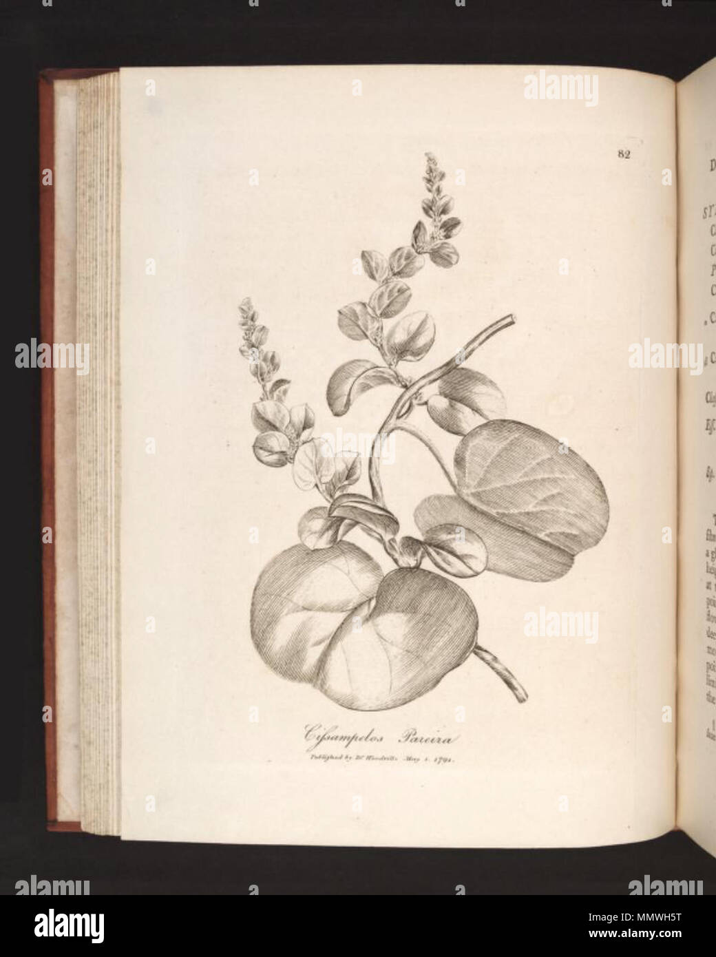 . Illustration of Cissampelos pareira  . between 1790 and 1793. James Phillips Cissampelos pareira Stock Photo