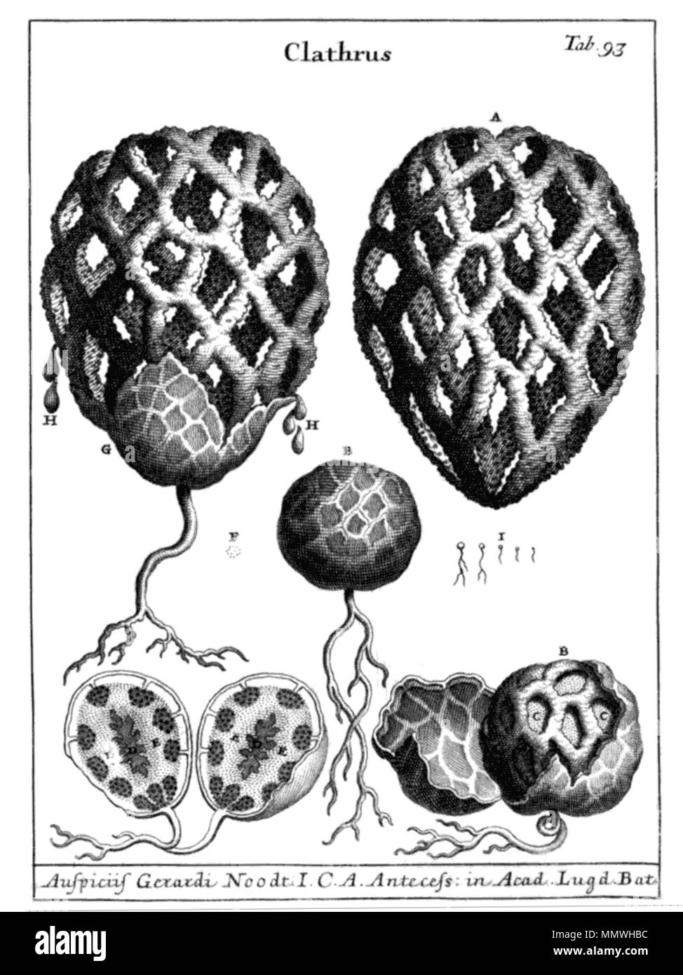 . English: Drawings of the fungus Clathrus ruber.  . 1729. Pier Antonio Micheli (1679-1737) Clathrus ruber by Micheli 1729 Stock Photo