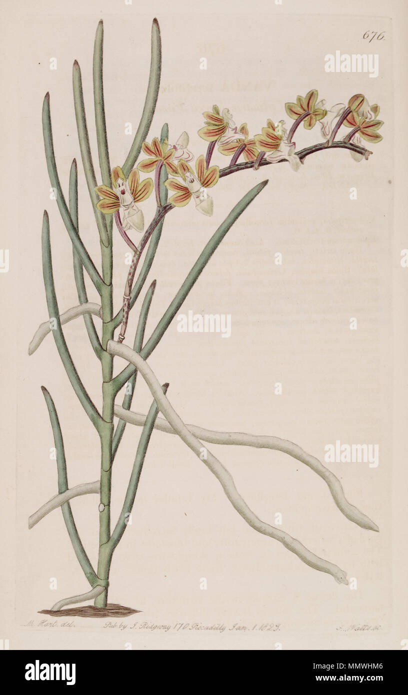 . Illustration of Cleisostoma simondii (as syn. Vanda teretifolia)  . 1822. Designer:M. Hart - Engraver: J. Watts Cleisostoma simondii (as Vanda teretifolia) - Bot. Reg. 8 pl. 676 (1822) Stock Photo
