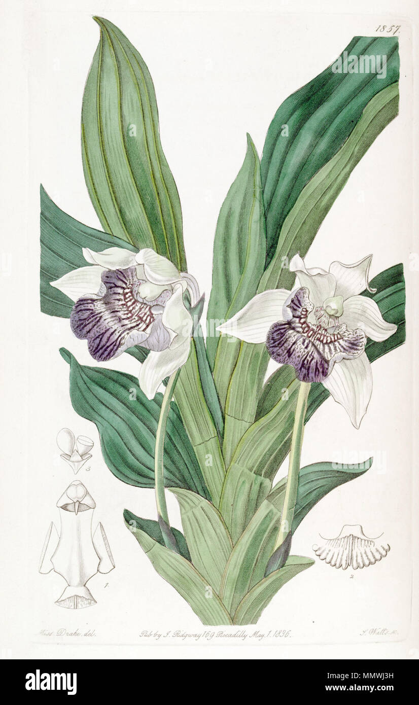 . Cochleanthes flabelliformis (as syn. Zygopetalum cochleare)  . 1836. Miss Drake (1803-1857) del., J. Watts sc. Cochleanthes flabelliformis (as Zygopetalum cochleare) - Edwards vol 22 pl 1857 (1836) Stock Photo