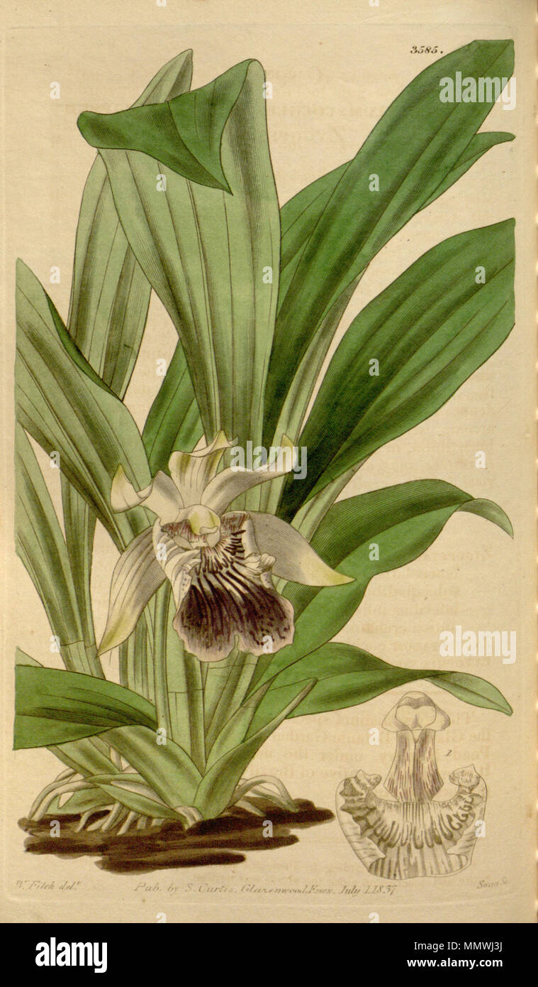 . Illustration of Cochleanthes flabelliformis (as syn. Zygopetalum cochleare)  . 1837.   Walter Hood Fitch  (1817–1892)      Alternative names W. H. Fitch; Walter H. Fitch; Fitch  Description British engraver and botanist  Date of birth/death 28 February 1817 14 January 1892  Location of birth/death Glasgow London  Work period 1834-1888  Authority control  : Q1102060 VIAF:?12458289 ISNI:?0000 0000 8091 8938 ULAN:?500124398 LCCN:?n79120942 NLA:?36553990 WorldCat Cochleanthes flabelliformis ( syn. Zygopetalum cochleare) Curtis v. 64 pl. 3585 Stock Photo