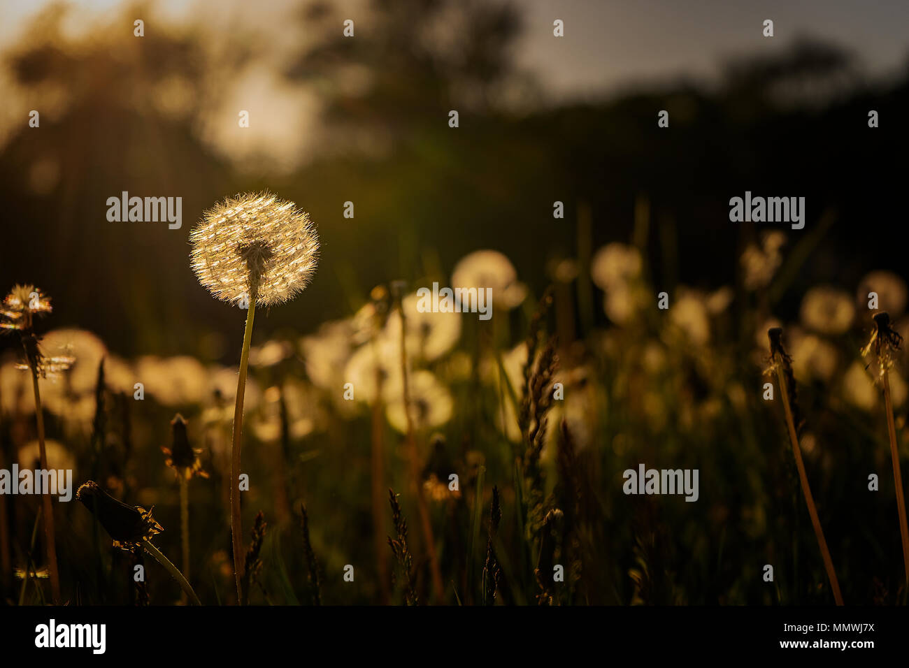 Dandelion wildflower sun sky hi-res stock photography and images - Alamy
