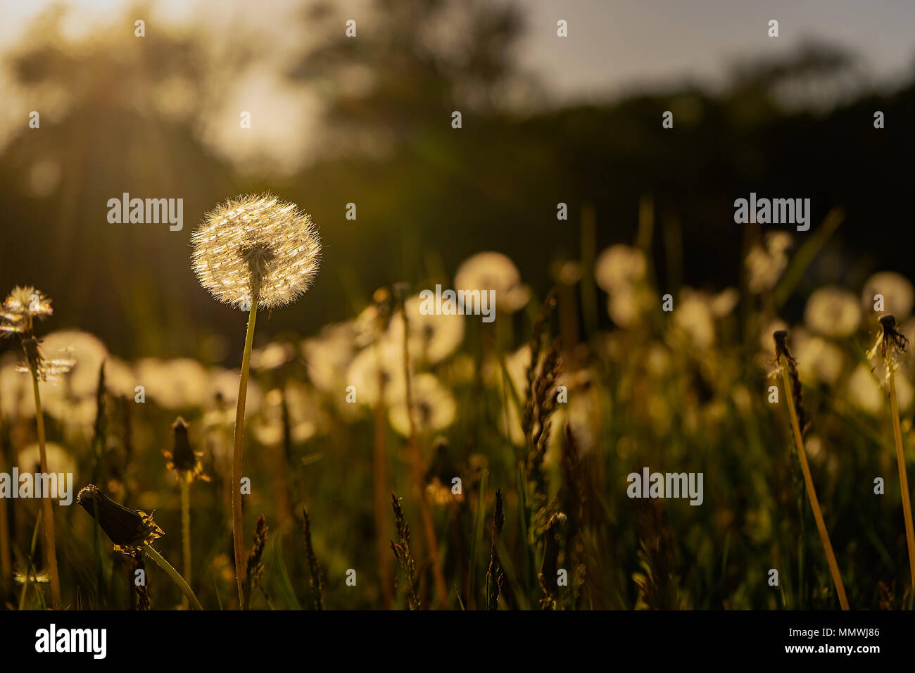 dandelion Stock Photo - Alamy