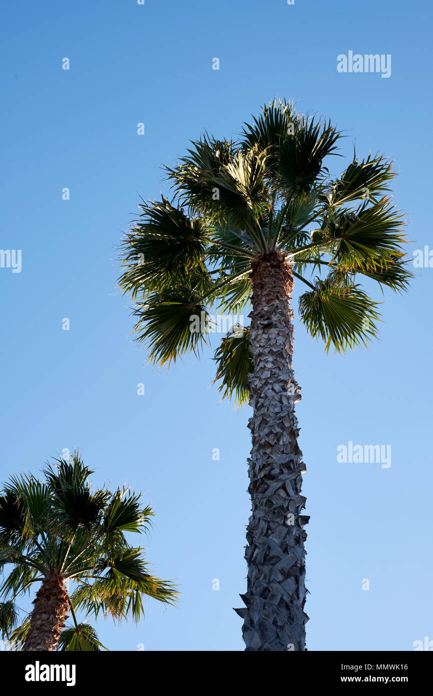 Palm tree in subtropical climate Stock Photo Alamy