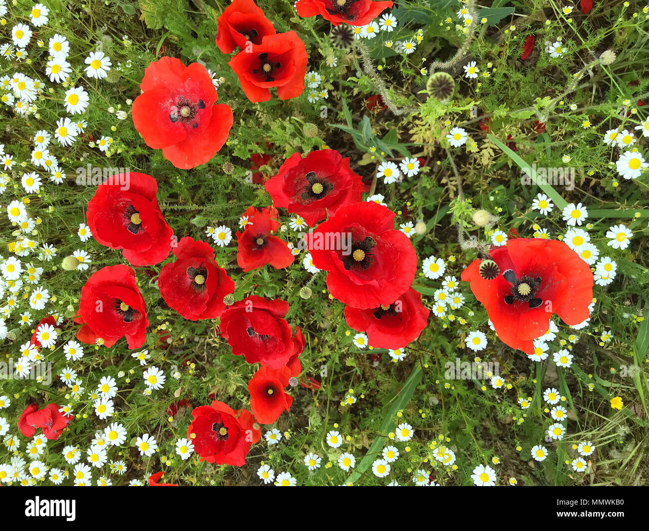 Poppy Flowers Dancing In The Wind Stock Photo Alamy