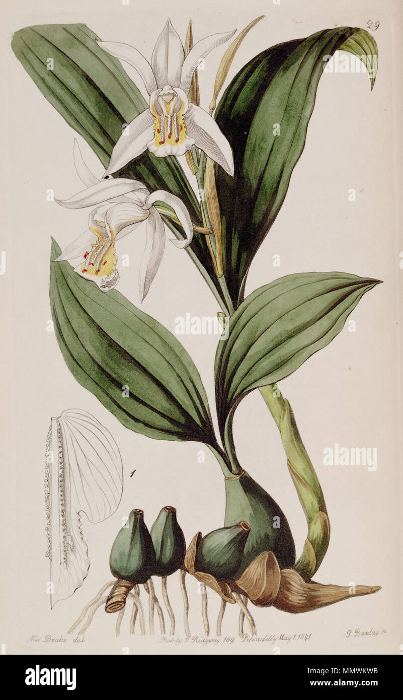. Coelogyne cumingii  . 1841. Miss Drake (1803-1857) , G. Barclay sc. Coelogyne cumingii - Edwards vol 27 (NS 4) pl 29 (1841) Stock Photo