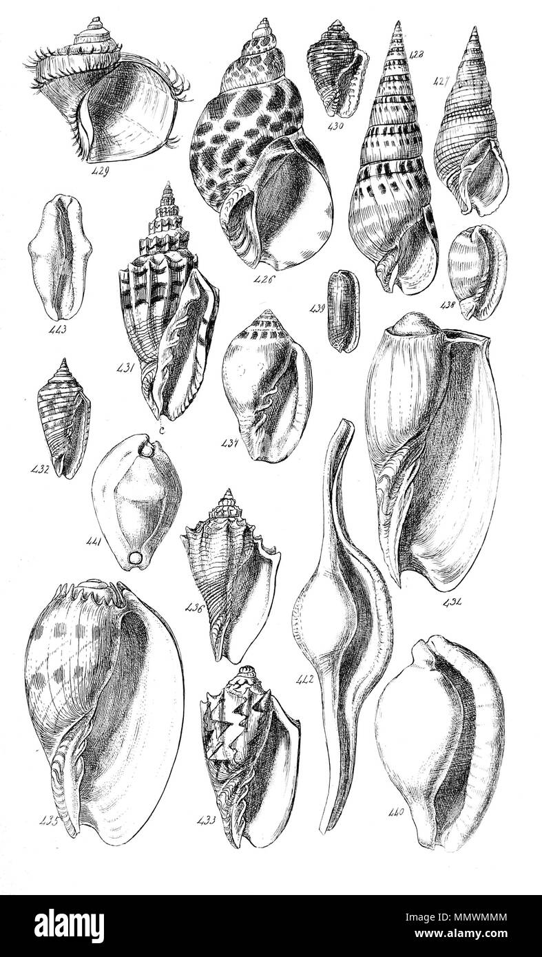 . English: Plate, Fig. 426 to 443. Names (see below) are as used in the 1842 text. Conchological Manual Plate 20 Stock Photo