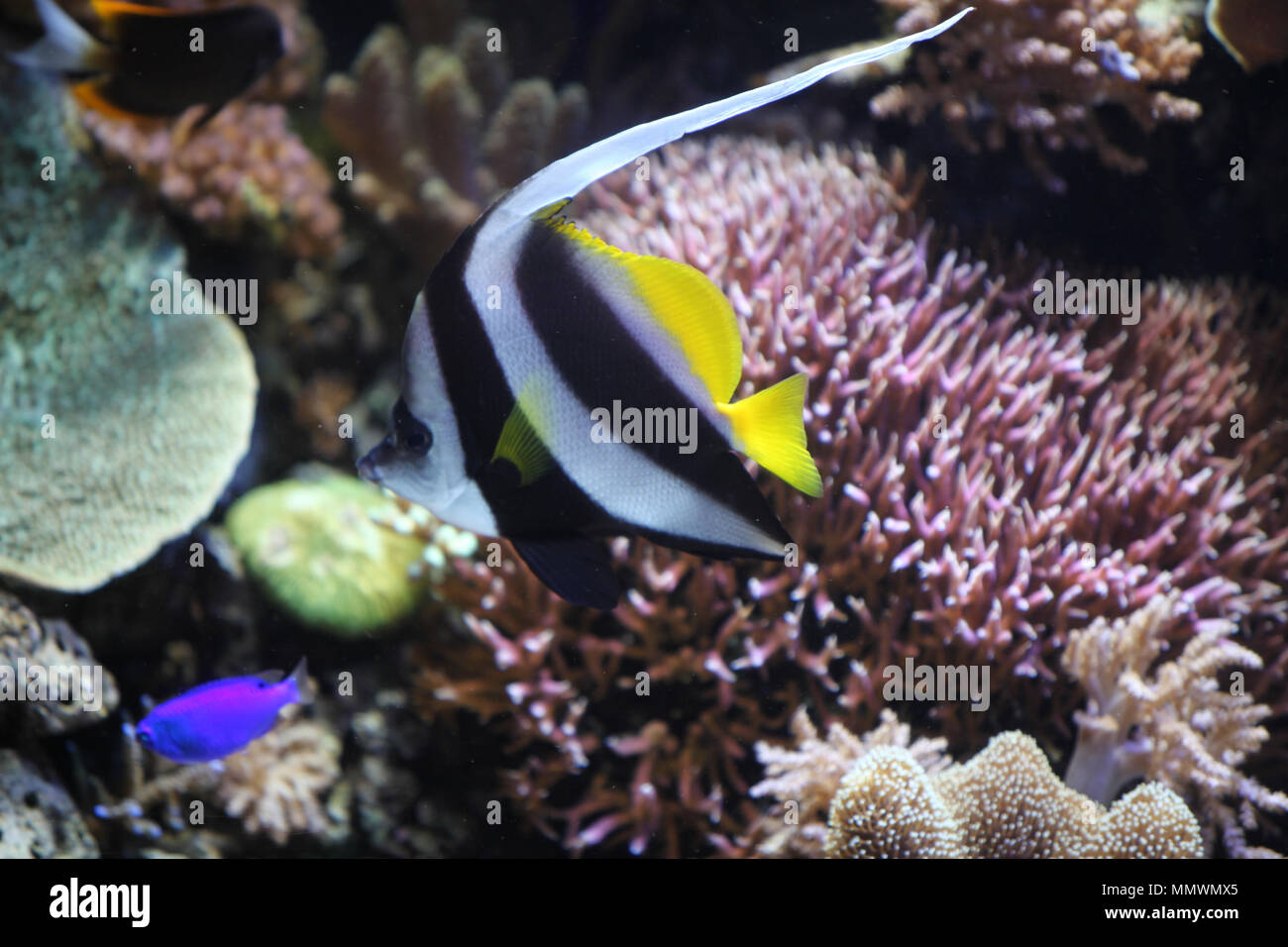 Monterey Bay Aquarium 2 Stock Photo