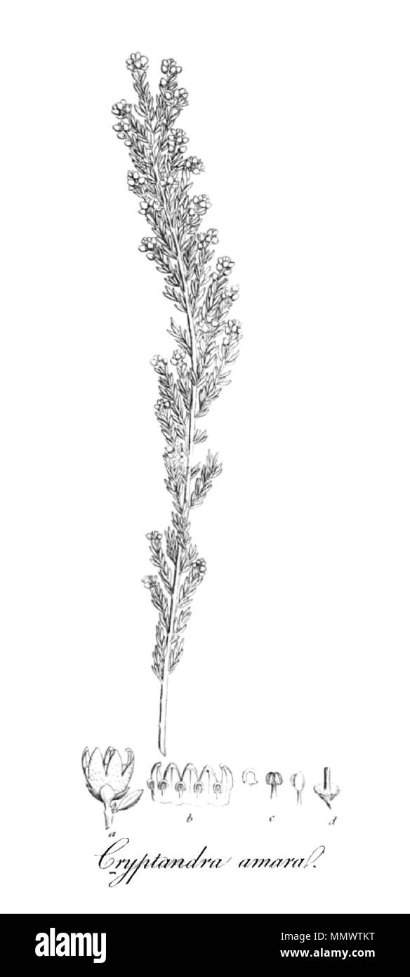 . This is an extracted image of Cryptandra amaral from Volume X of Transactions of the Linnean Society of London, published in 1811. The original work is in the public domain by virtue of its author having died a great many years ago. The scan is recent, but since this is a slavish copy of a two dimensional work, and since the scan was performed in the United States, it too is in the public domain. Cryptandra amaral TLSX Stock Photo