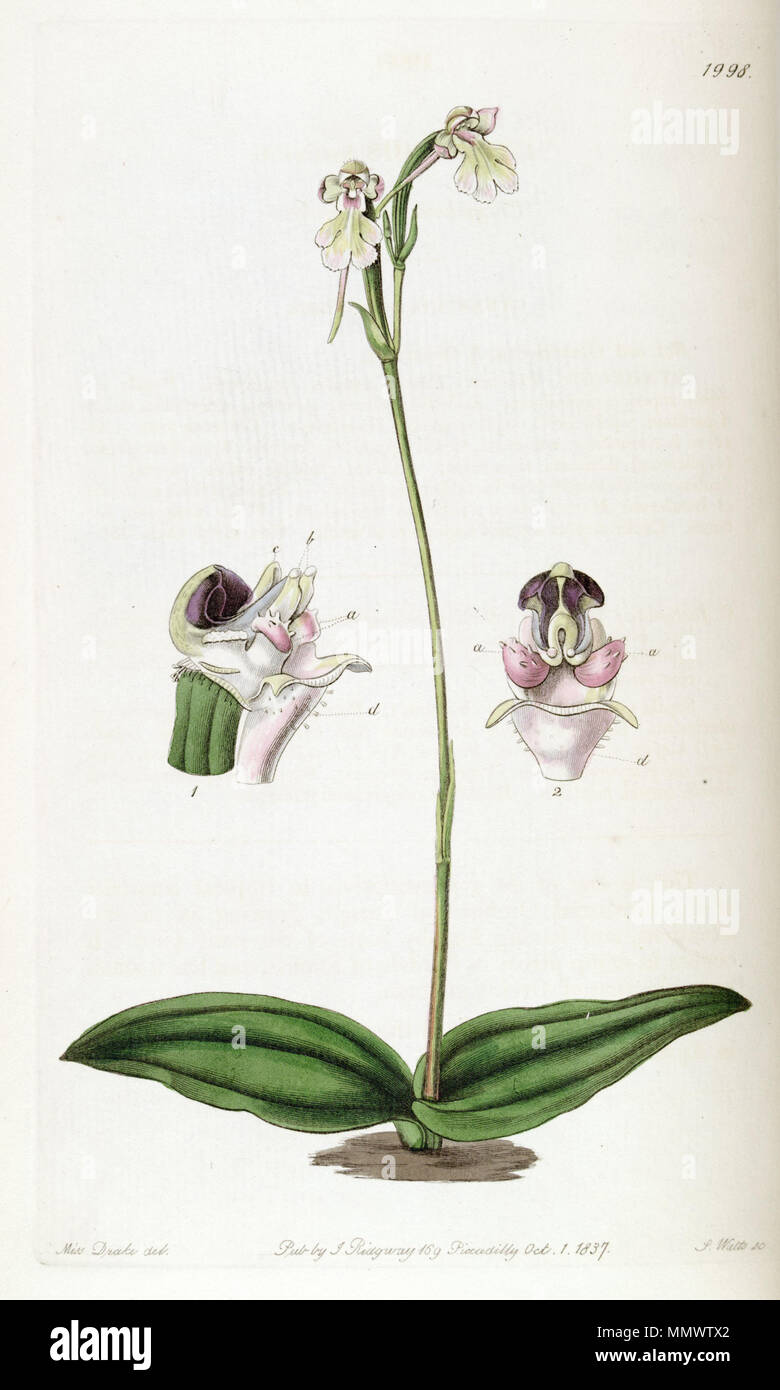 . Cynorkis fastigiata (spelled as Cynorchis fastigiata)  . 1837. Miss Drake (1803-1857) del., J. Watts sc. Cynorkis fastigiata - Edwards vol 23 pl 1998 (1837) Stock Photo