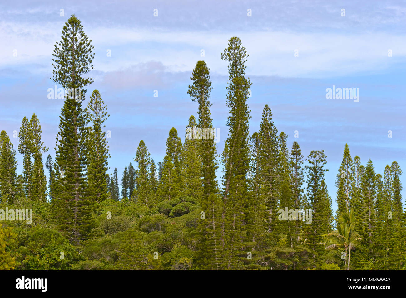 The endemic Cook pines or coral reef araucaria, Araucaria columnaris, Isle of Pines, New Caledonia, South Pacific Stock Photo