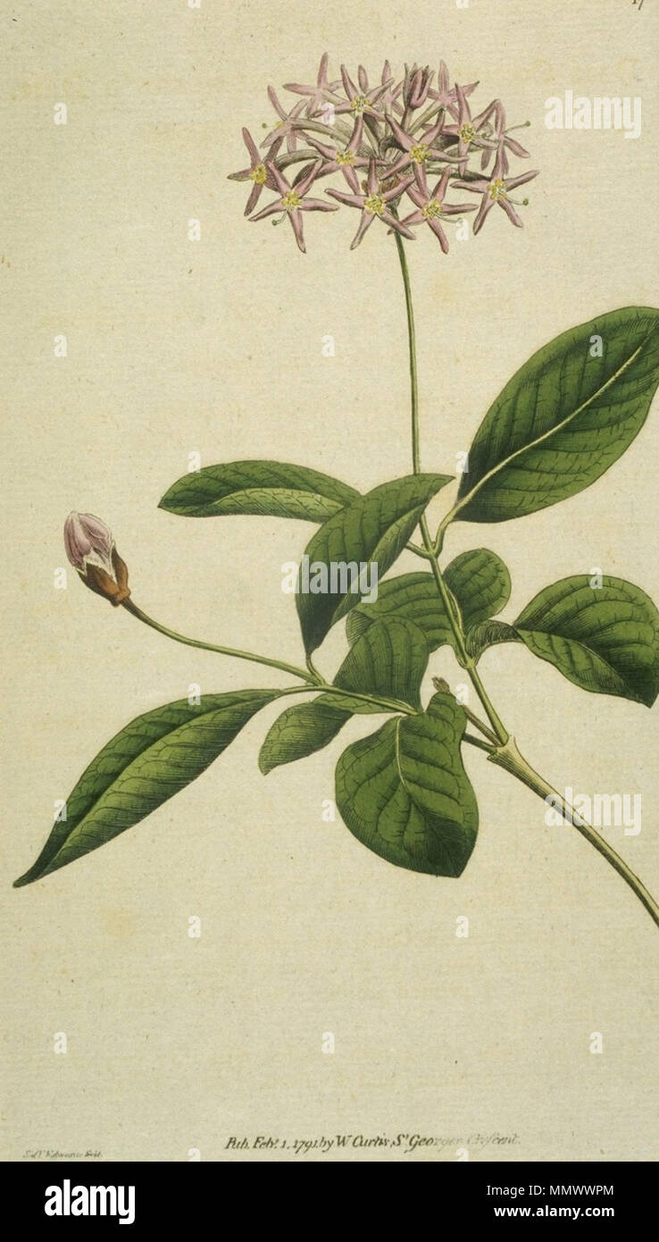 . Reproduction of an image that appeared in The Botanical Magazine vol. 5. no. 145 (1792). It depicts Dais Cotinifolia by Sydenham Edwards.  . 1792. Sydenham Edwards Dais Cotinifolia (Edwards) Stock Photo