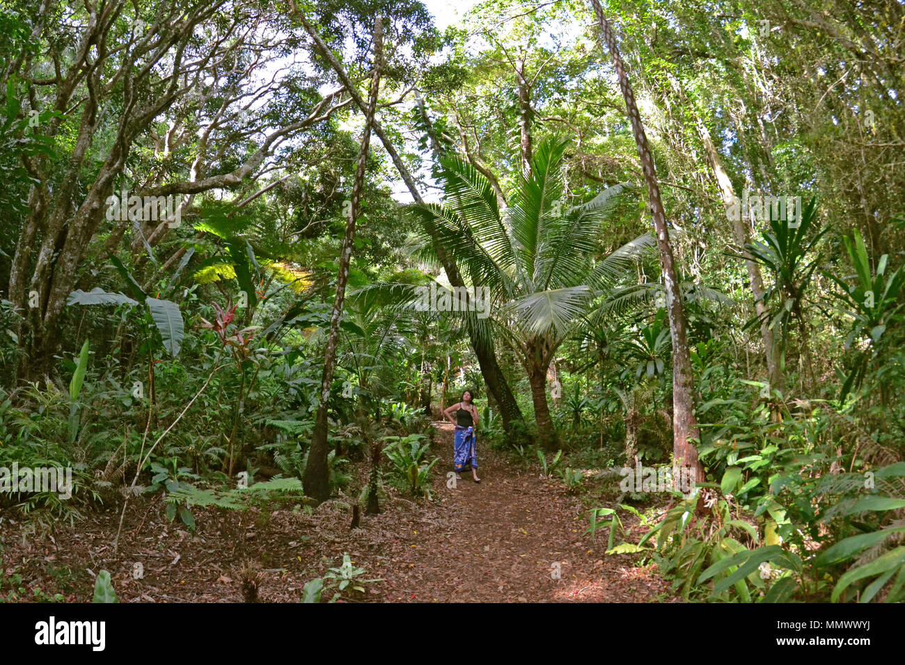 Lady observes the tropical forest in the Isle of Pines, New Caledonia, South Pacific Stock Photo