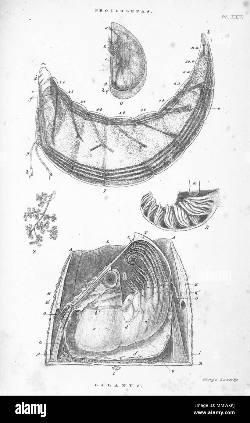. English: Protoelepas and Balanus, in a plate from Charles Darwin's Monograph on the Cirripedia, 1854, engraved by George Brettingham Sowerby, Jr.  . 1854. Charles Darwin; George Brettingham Sowerby Jr Darwin's barnacles Proteolepas and Balanus Stock Photo