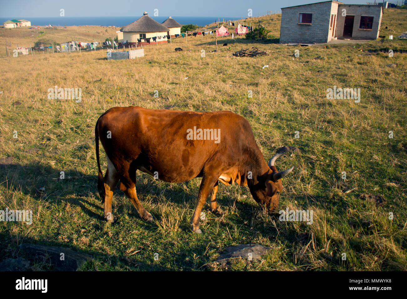 Cow grazes around typical houses in Coffee Bay, Eastern Cape, Wild Coast, South Africa Stock Photo