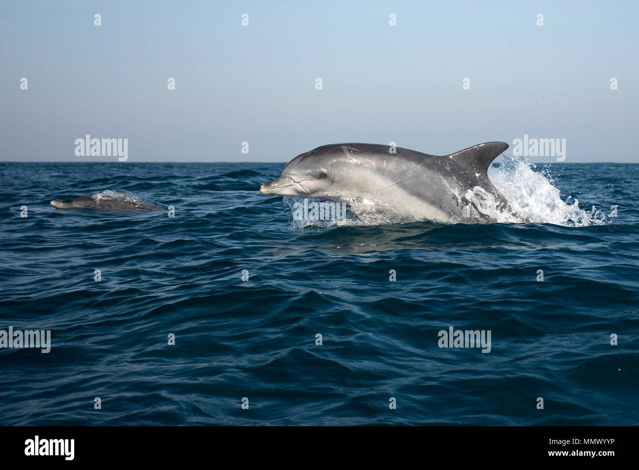Common bottlenose dolphins, Tursiops truncatus, Coffee Bay, Eastern Cape Wild Coast, South Africa, Indian Ocean Stock Photo