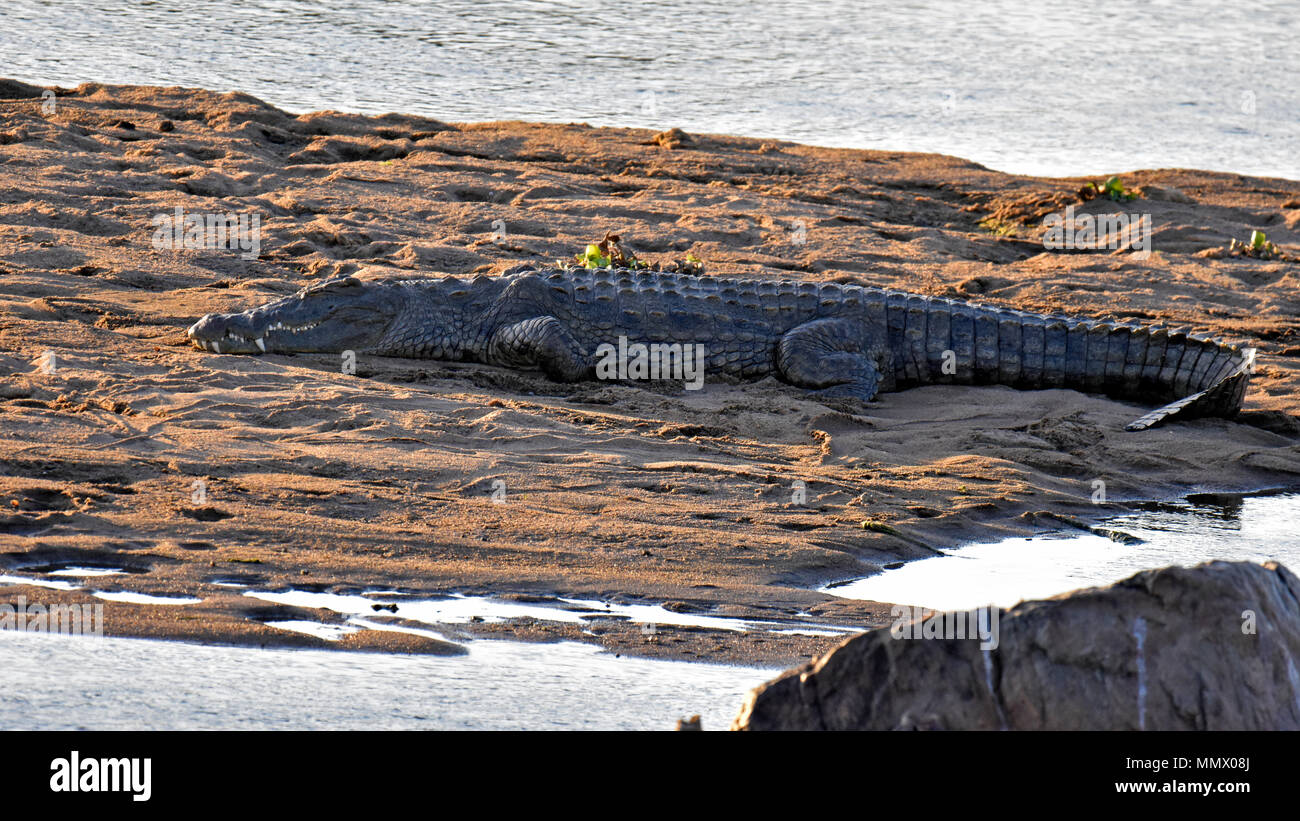 A Nile crocodile, Crocodylus niloticus, rests close to the Crocodile River, Kruger National Park, South Africa Stock Photo