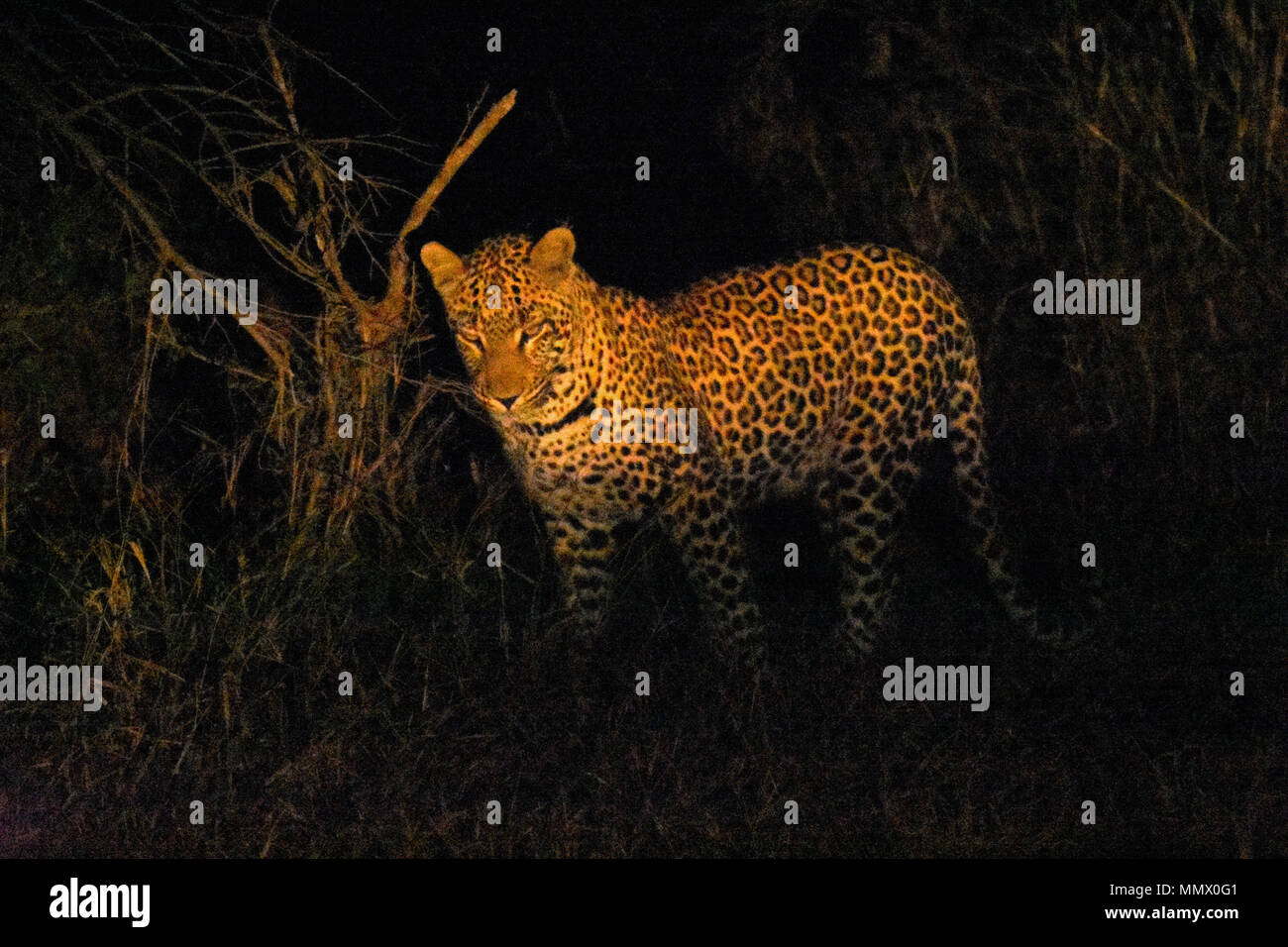 African Leopard, Panthera pardus, at night, Kruger national Park, South Africa Stock Photo