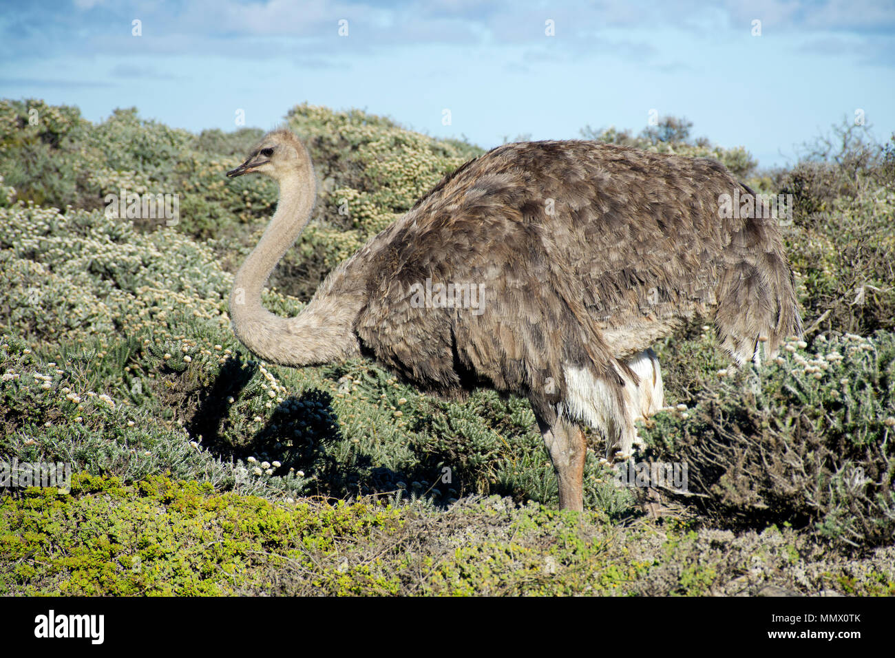 Wild common ostrich, Struthio camelus, roaming around the Cape of Good Hope coastline, Cape Town, South Africa Stock Photo