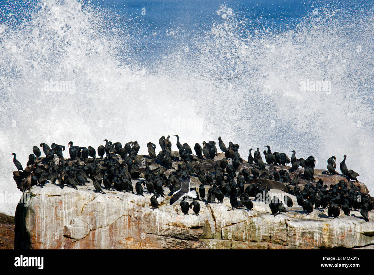 Aggregation of Cape cormorants, Phalacrocorax capensis, endangered species, on a rock close to Cape of Good Hope, Western Cape, South Africa Stock Photo