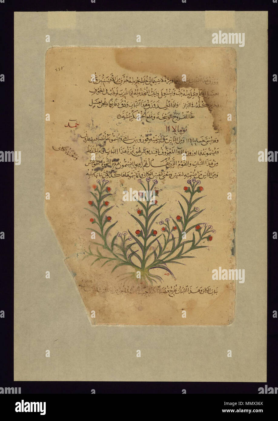 W.750C.A Dioscorides Pedanius, of Anazarbos - Thymelaea (Spurge-laurel) - Walters W750CA - Full Page Stock Photo
