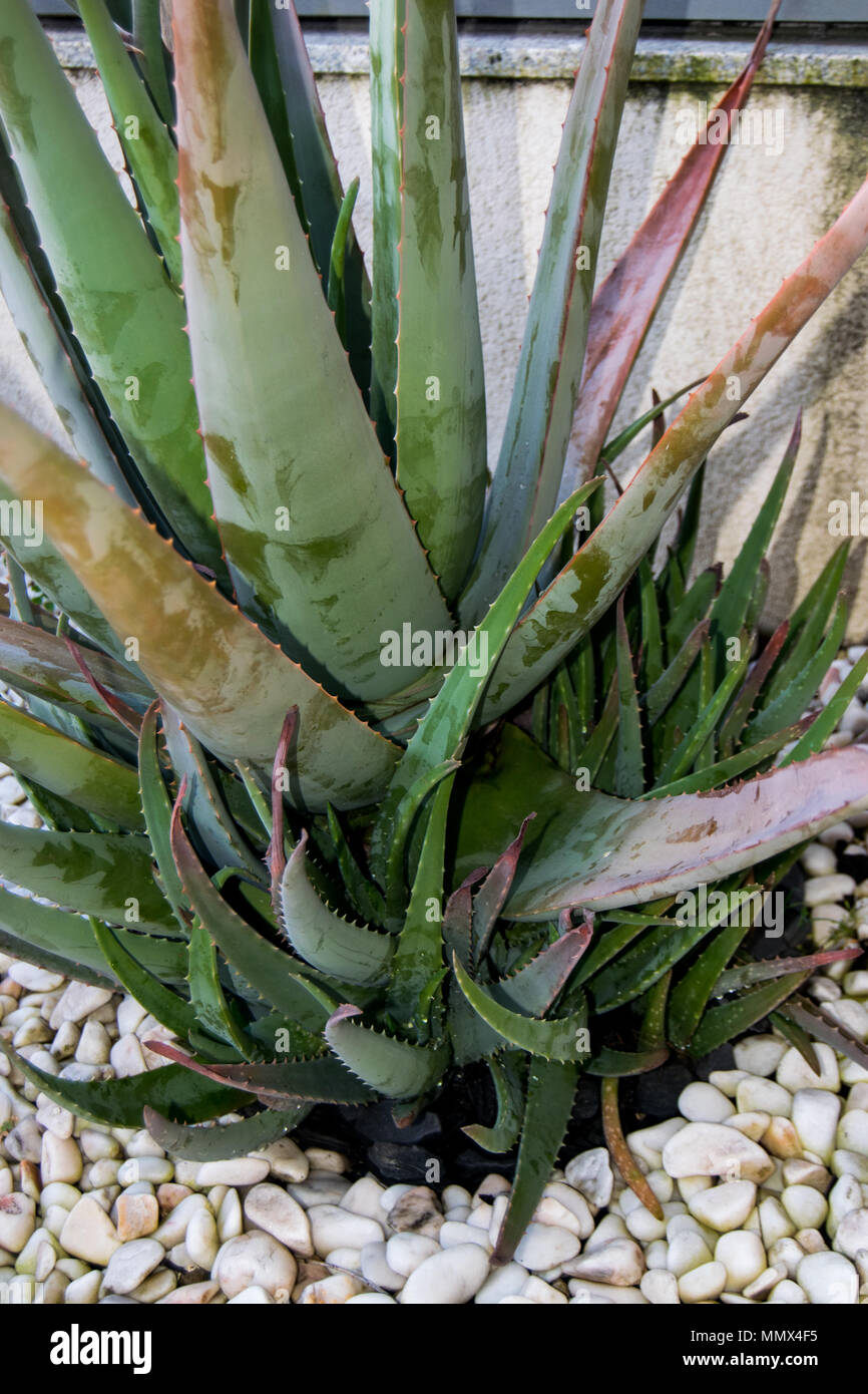 Aloe Vera production of plants for the beauty skin products and health care Stock Photo