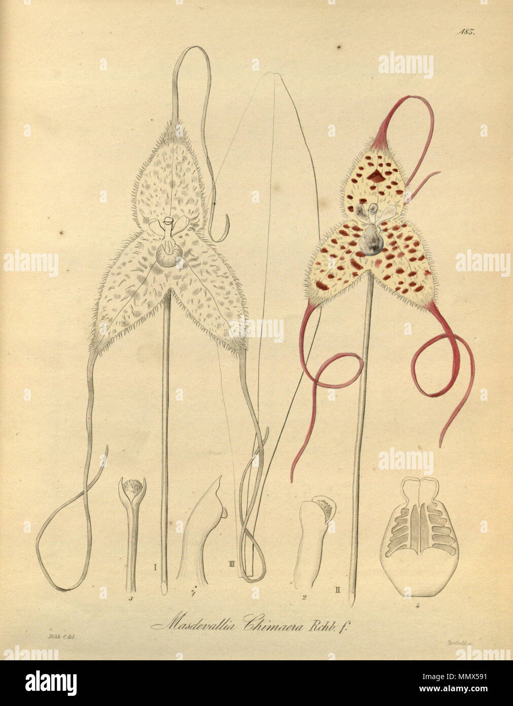 . Illustration of Dracula chimaera (as syn. Masdevallia chimaera)  . 1874.   Heinrich Gustav Reichenbach  (1824–1889)      Alternative names Rchb.f.  Description German-Saxon botanist, pteridologist, ornithologist and university teacher  Date of birth/death 3 January 1824 6 May 1889  Location of birth/death Dresden Hamburg  Work location Leipzig  Authority control  : Q62820 VIAF:?77066171 ISNI:?0000 0000 8396 1069 LCCN:?n79125882 NLA:?35749194 Botanist:?Rchb.f. WorldCat Dracula chimaera (as Masdevallia chimaera) - Xenia 2 pl 185 Stock Photo