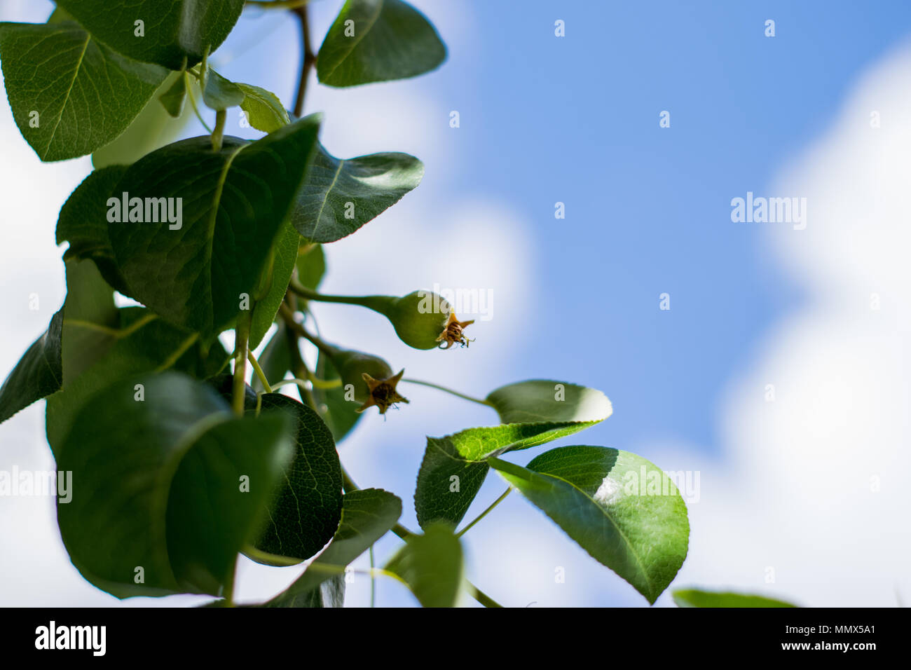 Fruit Pear growing in the tree Stock Photo
