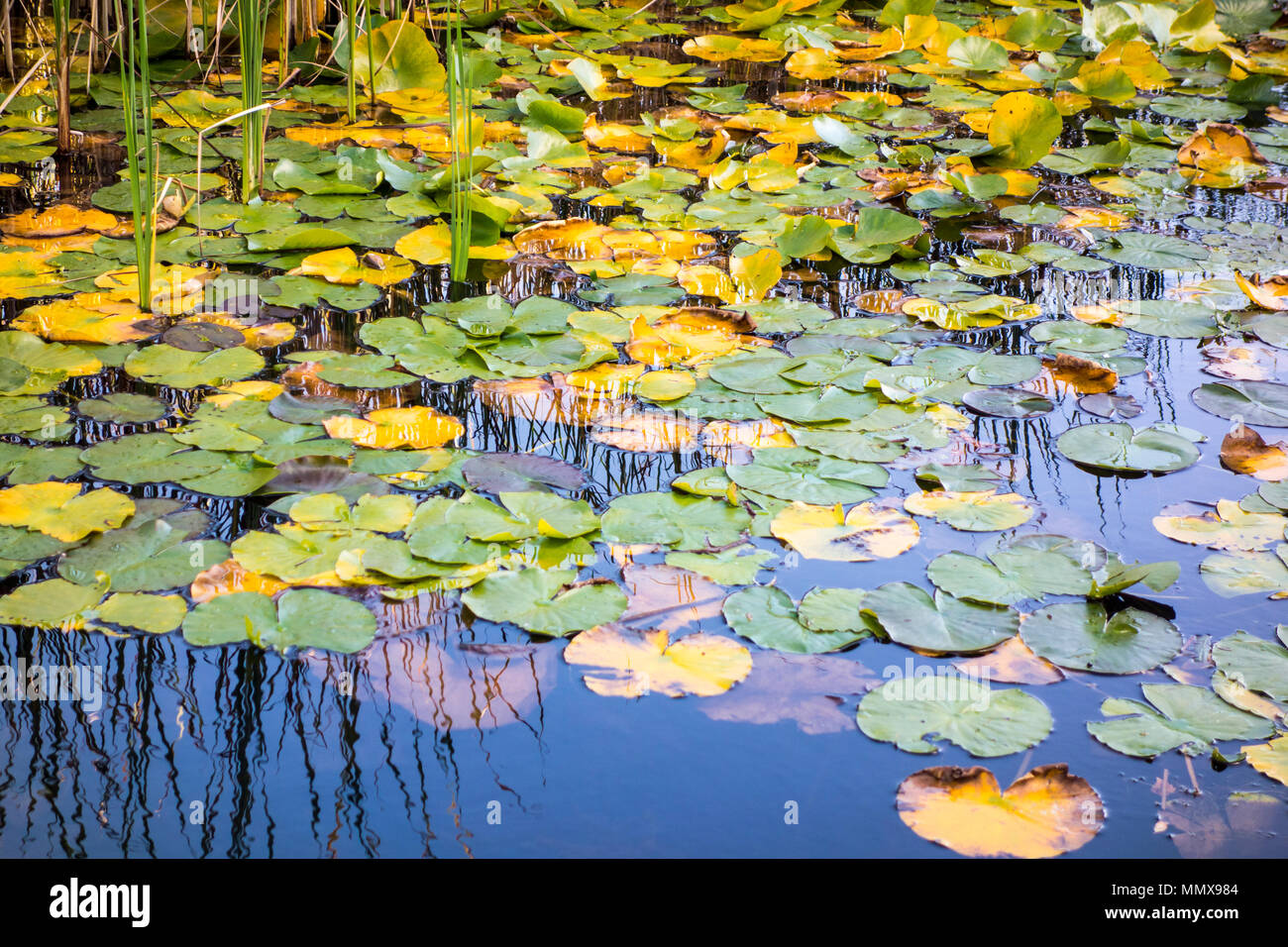 Lily pond / lily ponds Stock Photo Alamy