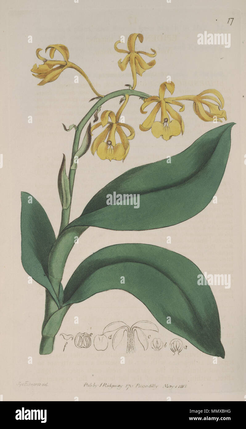 . Illustration of Epidendrum nutans  . 1815. Sydenham Edwards (1768-1819) del. Epidendrum nutans - The Bot. Reg. 1 pl. 17 (1815) Stock Photo