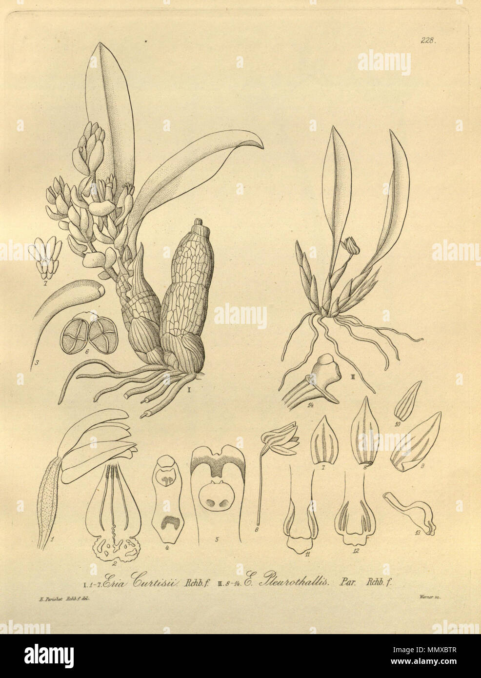 . Illustration of I, 1-7. Eria curtisii II, 8-14. Ceratostylis pleurothallis (as syn. Eria pleurothallis)  . 1900 (book), 1883 (this plate). Friedrich Wilhelm Ludwig Kränzlin (1847-1934) and   Heinrich Gustav Reichenbach  (1824–1889)      Alternative names Rchb.f.  Description German-Saxon botanist, pteridologist, ornithologist and university teacher  Date of birth/death 3 January 1824 6 May 1889  Location of birth/death Dresden Hamburg  Work location Leipzig  Authority control  : Q62820 VIAF:?77066171 ISNI:?0000 0000 8396 1069 LCCN:?n79125882 NLA:?35749194 Botanist:?Rchb.f. WorldCat Eria curt Stock Photo