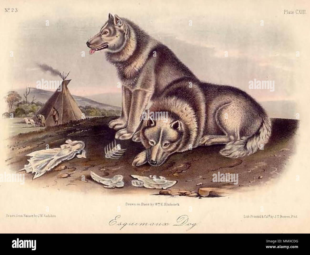 . English: An illustration of a Canadian Eskimo Dog from The Quadrupeds of North America by John James Audubon and John Bachman, originally published in three volumes (1845-1848)  . between 1845 and 1848.   John James Audubon  (1785–1851)       Alternative names Birth name: Jean-Jacques-Fougère Audubon  Description American ornithologist, naturalist, hunter and painter  Date of birth/death 26 April 1785 27 January 1851  Location of birth/death Les Cayes (Haiti) New York City  Work location Louisville, New Orleans, New York City, Florida  Authority control  : Q182882 VIAF:?14765625 ISNI:?0000 0 Stock Photo
